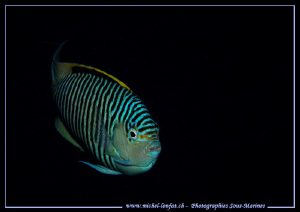 Face to face with this Damsel fish in the Red Sea... :O).. by Michel Lonfat 